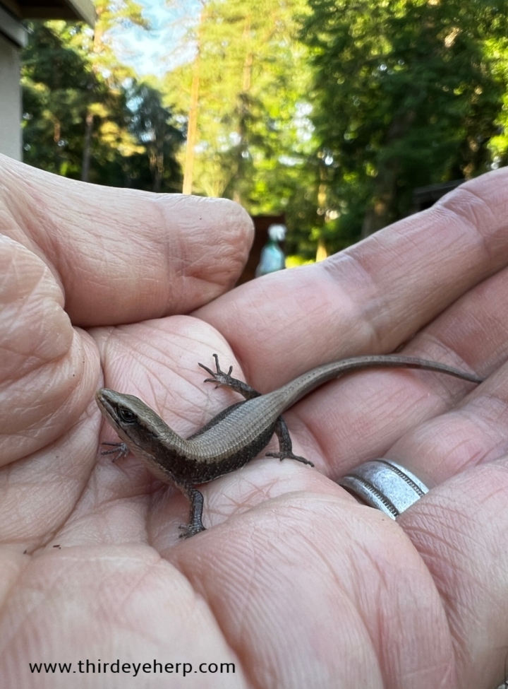San Francisco Alligator Lizard